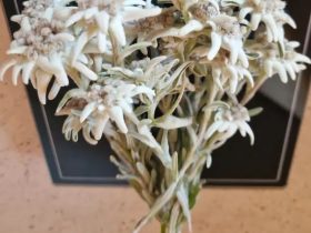 img_4_1788005649141